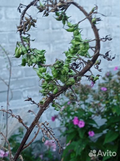 Многолетние садовые растения