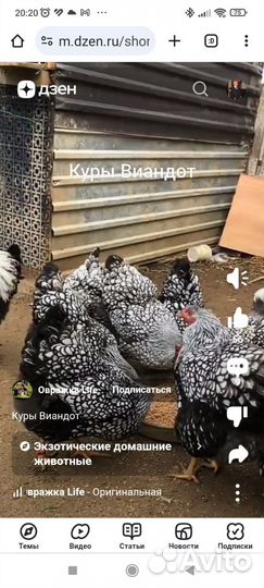 Куры Виадонт серебро