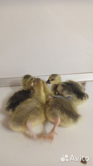 Гусята двухмесячные помесь холмогора и линды