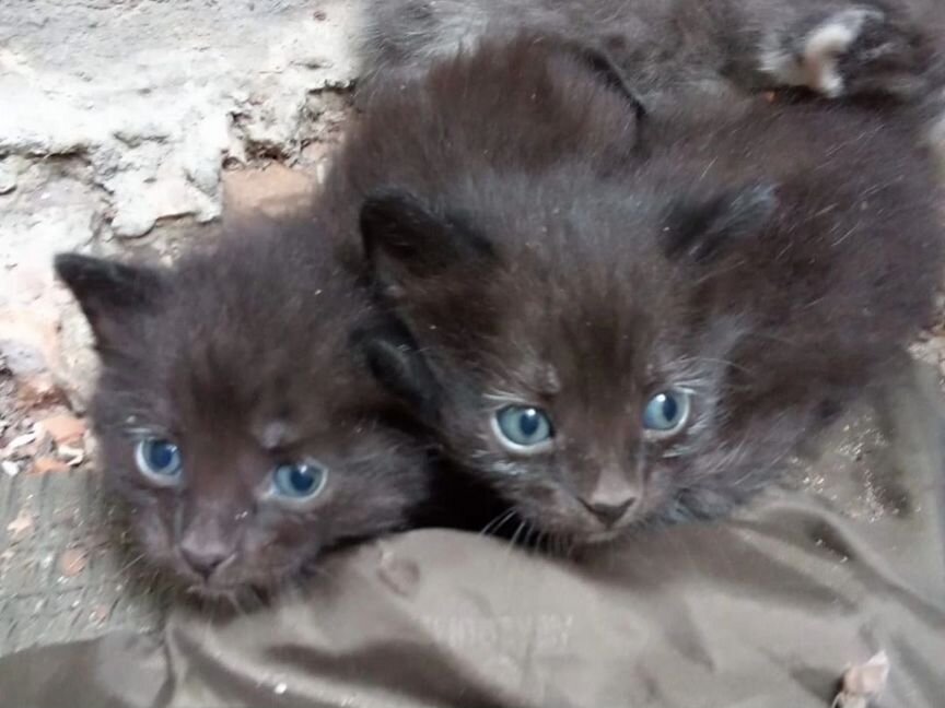 Котятки на улице. Помогите спасти, им нужен дом