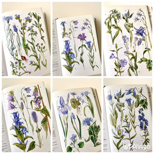 Ботаническая книга с иллюстрациями растения цветы