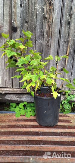 Черная смородина