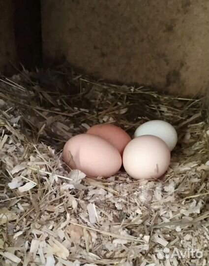 Домашние куриные яйца