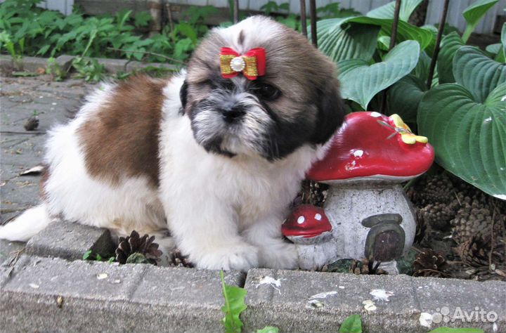 Очаровательных щенков ши-тцу