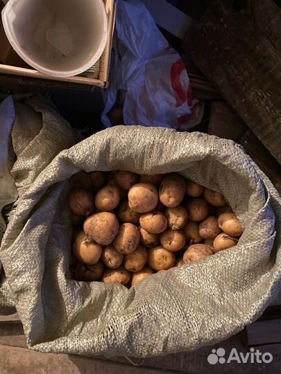 Картофель на корм скоту