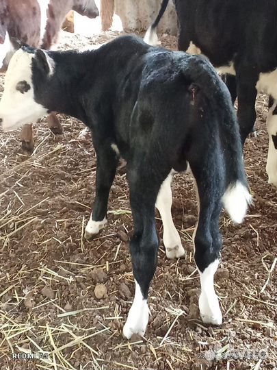 Бычок 2 недели