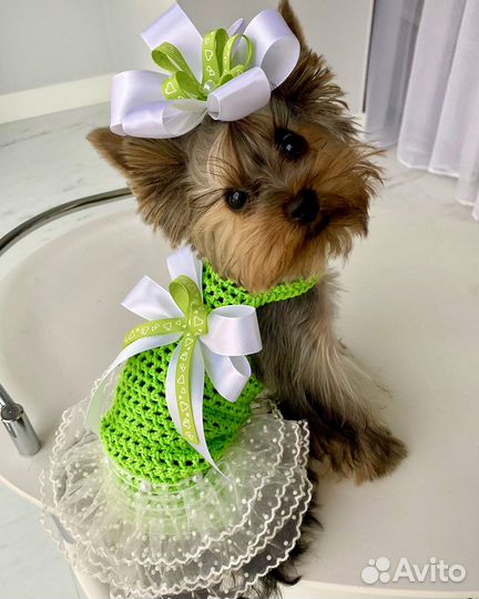 Вязанная одежда для собак