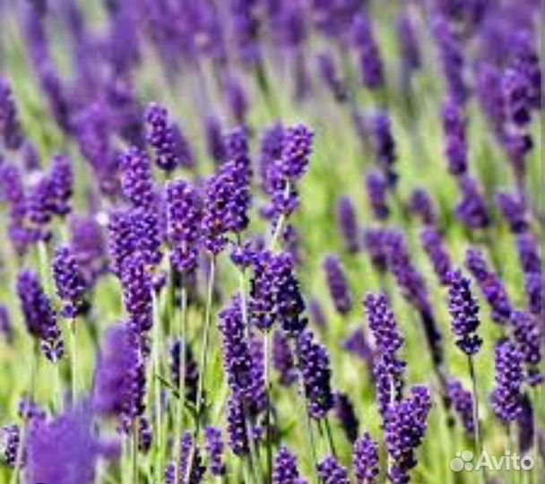 Лаванда Hidcote Blue