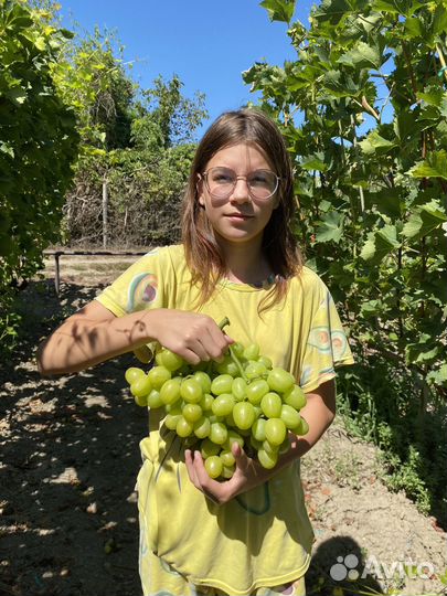 Черенки винограда