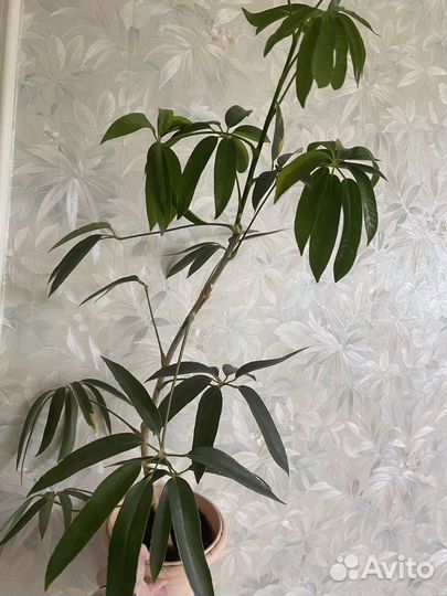 Редкая шеффлера angustifolia узколистная