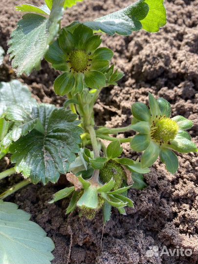 Рассада ремонтантной клубники