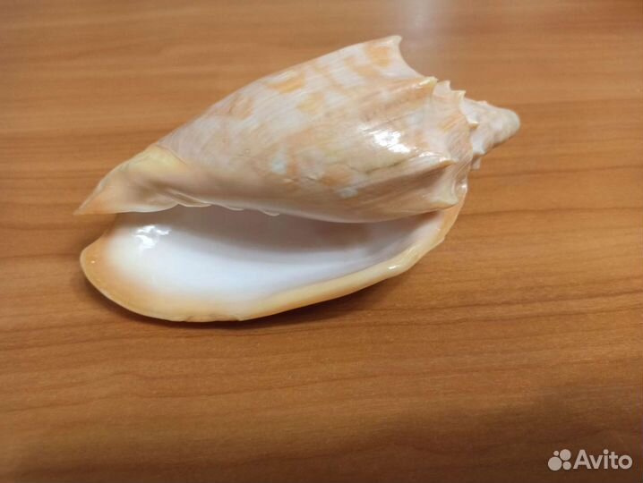 Морская раковина