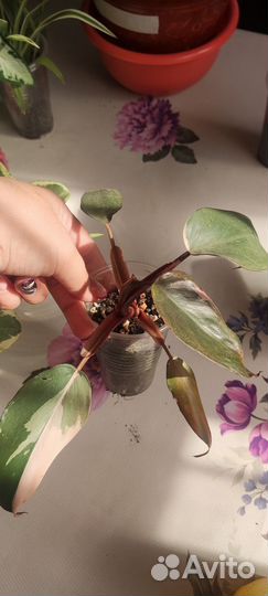 Цветы обмен