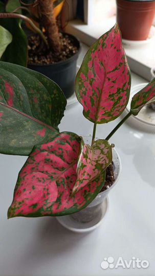 Аглаонемы сортовые