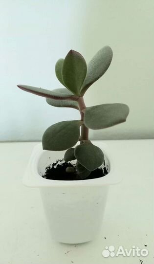 Толстянка денежное дерево