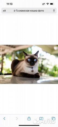 Сиамская кошка