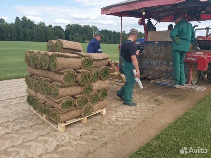 Рулонный газон