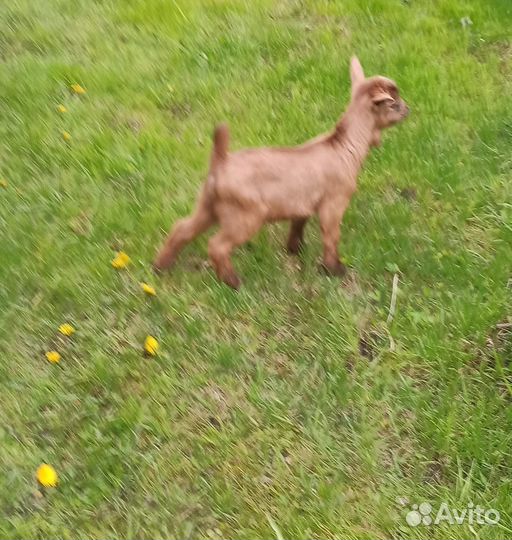 Козочка камерунской породы