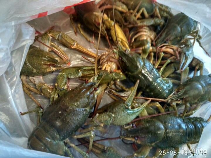 Раки живые и варёные