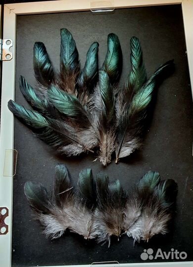 Перья птиц