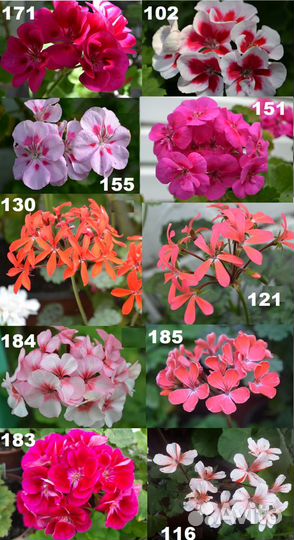 Пеларгонии cортовые
