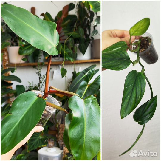 Комнатные растения