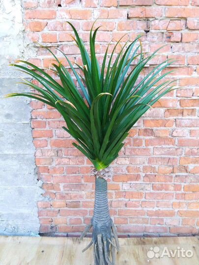 Искуственная Пальма