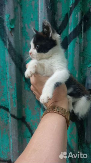 Два Котика В Добрые ручки