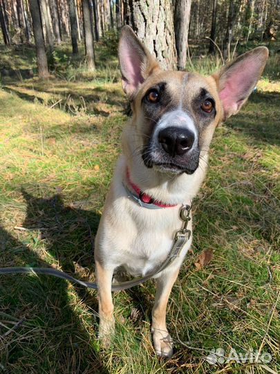 Собака в добрые руки