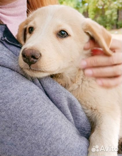 Щенки бесплатно