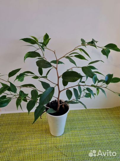 Фикус, березка, денежное дерево