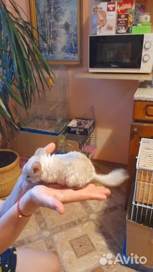 Шиншиллята