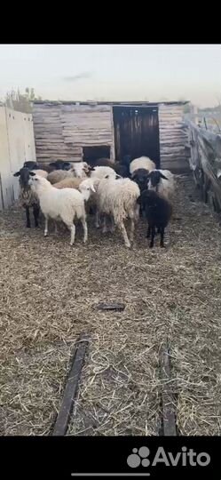 Бараны на мясо