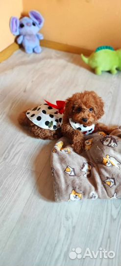 Мальтипу red браун