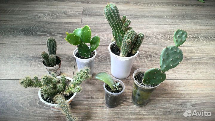 Опунция 3 вида, Эхинопсис, Эпифиллум, Маммилярия