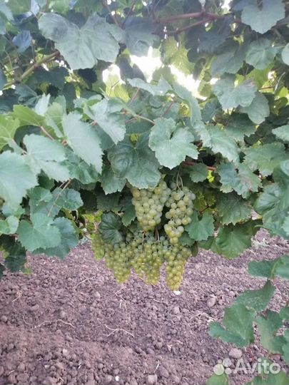 Виноград
