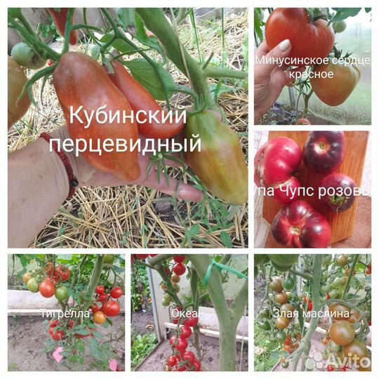 Семена томатов