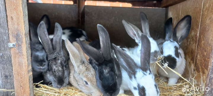 Кролики на развод