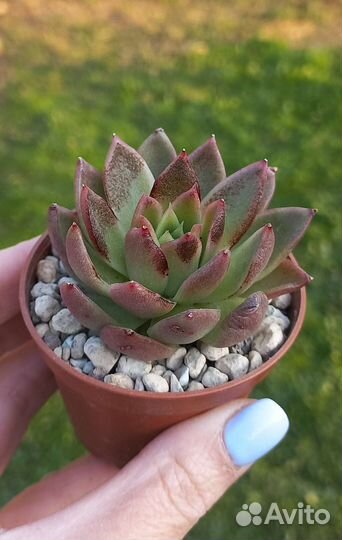 Суккуленты по всей РФ (часть2) - Эхеверии