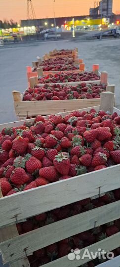 Клубника Из Киргизии