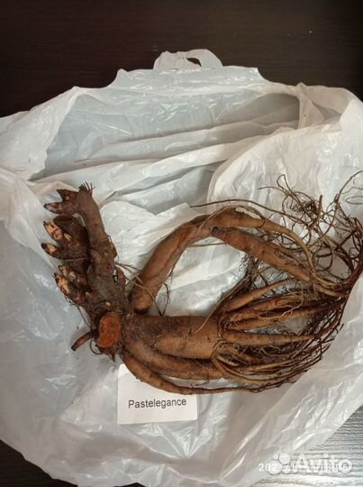 Пион Пастелеганс Pastelegance