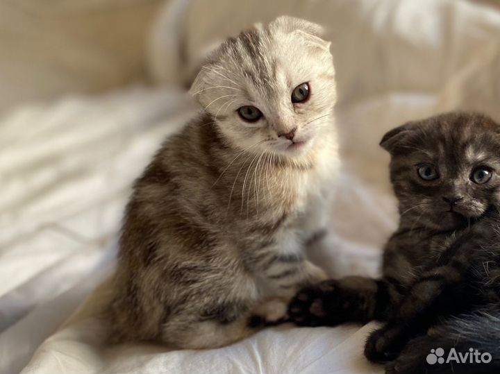 Шотландская вислоухая кошка