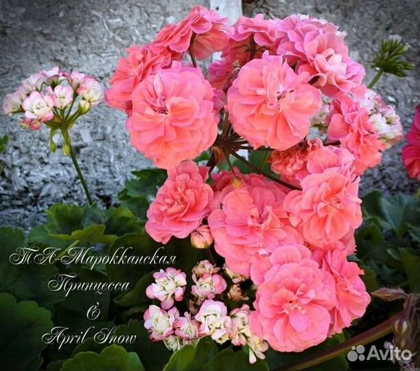 Пеларгония герань сортовая