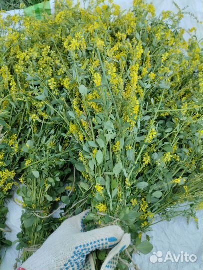 Травы для бани. Донник,полынь, зверобой