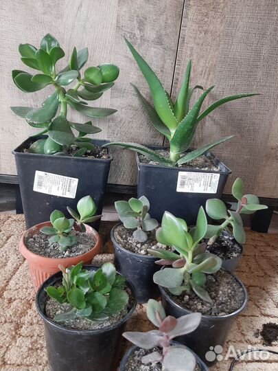 Денежное дерево (Толстянка), каланхое