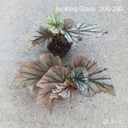 Бегонии кейн