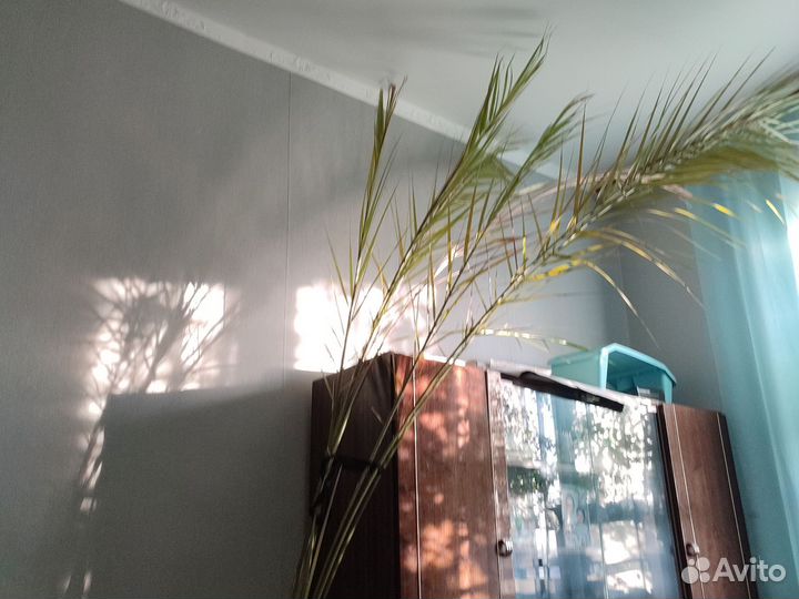 Финиковая пальма