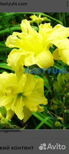 Ирис германский бородатый. и другие садовые