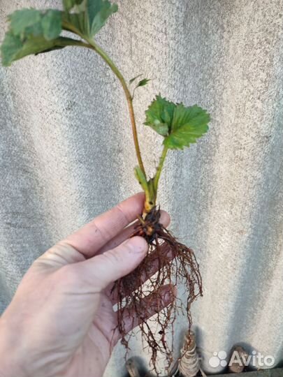 Рассада клубники Гигантелла окс