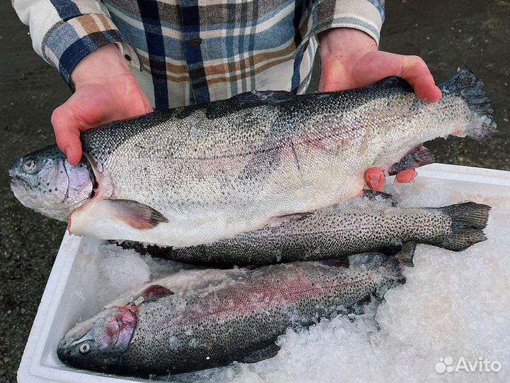 Свежая форель, икра форели